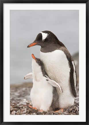 Framed Antarctica, Aitcho Island. Gentoo penguin chick Print