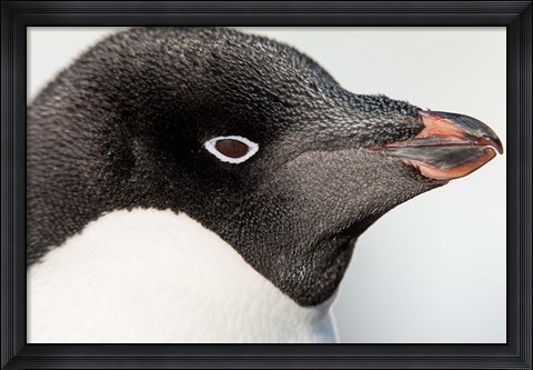Framed Antarctica, Petermann Island, Adelie Penguin portrait. Print