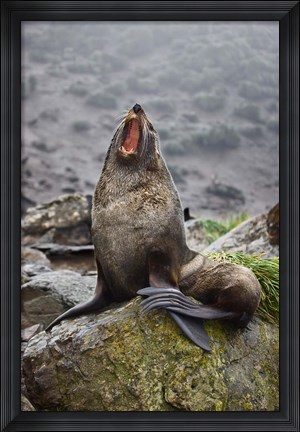 Framed Antarctica, South Georgia, Elsehul Bay, Fur seal Print