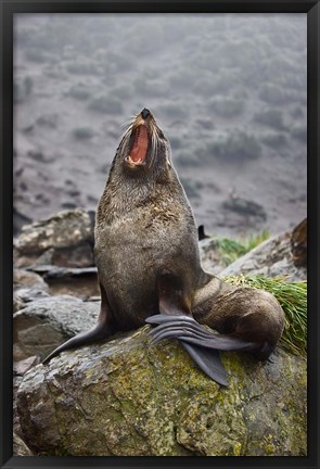 Framed Antarctica, South Georgia, Elsehul Bay, Fur seal Print