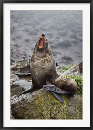 Framed Antarctica, South Georgia, Elsehul Bay, Fur seal Print