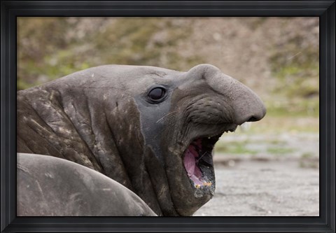 Framed Antarctica, St. Andrews Bay, Southern Elephant Seal Print