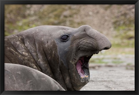 Framed Antarctica, St. Andrews Bay, Southern Elephant Seal Print