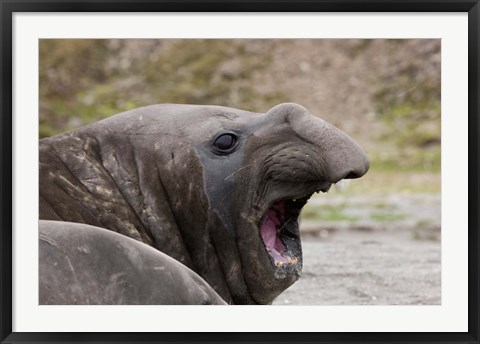 Framed Antarctica, St. Andrews Bay, Southern Elephant Seal Print