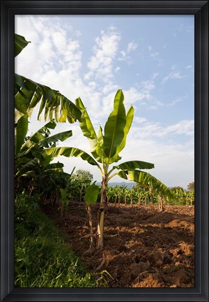 Framed Banana Agriculture, Rift Valley, Ethiopia Print