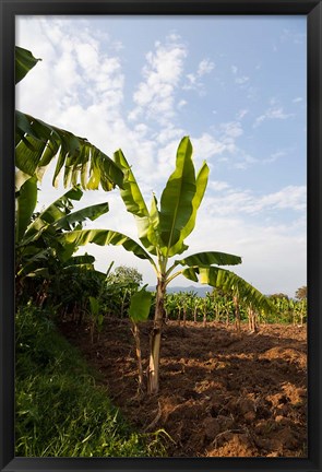 Framed Banana Agriculture, Rift Valley, Ethiopia Print