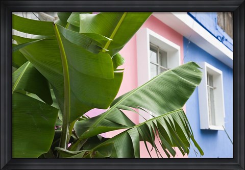 Framed Banana plant, Mahebourg, Mauritius Print
