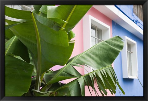 Framed Banana plant, Mahebourg, Mauritius Print