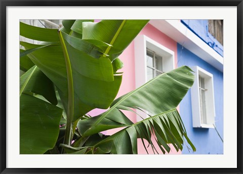 Framed Banana plant, Mahebourg, Mauritius Print