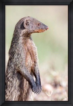 Framed Banded Mongoose, Maasai Mara, Kenya Print