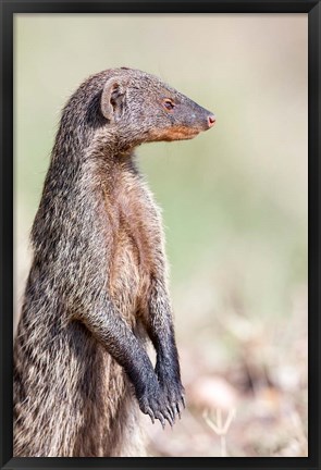 Framed Banded Mongoose, Maasai Mara, Kenya Print