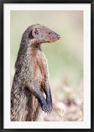 Framed Banded Mongoose, Maasai Mara, Kenya Print