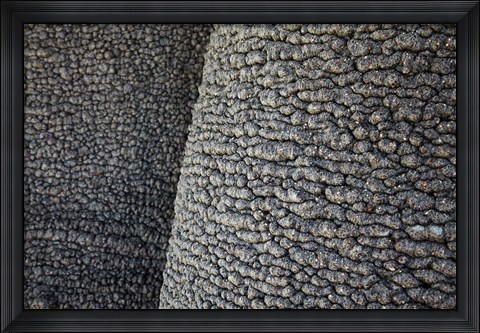 Framed Bark of baobab tree, Nyae Nyae Conservancy, near Tsumkwe, Namibia Print