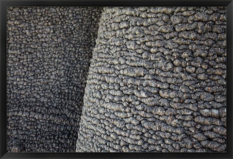 Framed Bark of baobab tree, Nyae Nyae Conservancy, near Tsumkwe, Namibia Print