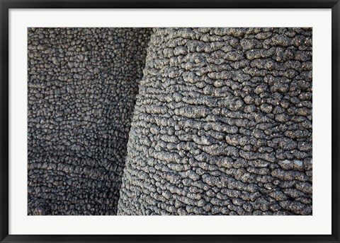 Framed Bark of baobab tree, Nyae Nyae Conservancy, near Tsumkwe, Namibia Print