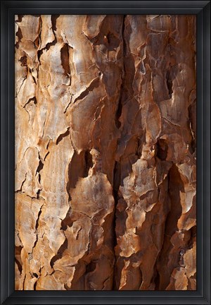 Framed Bark on trunk of Quiver Tree, near Fish River Canyon, Namibia Print