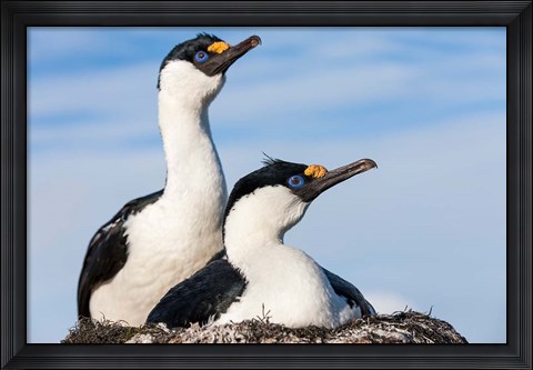Framed Blue-eyed Shags on its nest, Petermann Island, Antarctica. Print