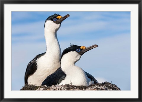 Framed Blue-eyed Shags on its nest, Petermann Island, Antarctica. Print