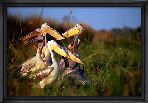 Framed Botswana, Okavango Delta. Pink-backed Pelican birds Print