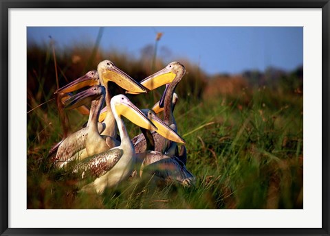 Framed Botswana, Okavango Delta. Pink-backed Pelican birds Print