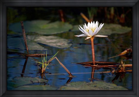 Framed Botswana, Okavango Delta. Water Lily of the Okavango Print