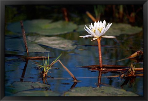 Framed Botswana, Okavango Delta. Water Lily of the Okavango Print