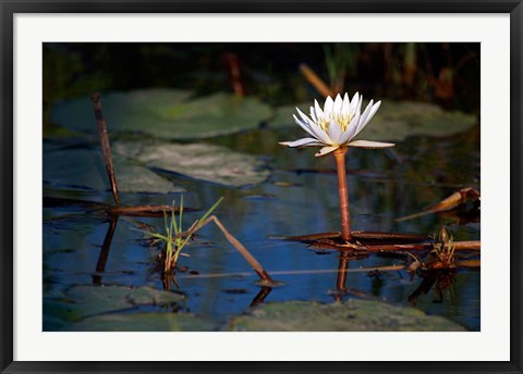 Framed Botswana, Okavango Delta. Water Lily of the Okavango Print