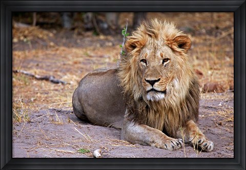 Framed Botswana, Savute, Chobe National Park, Lion Print