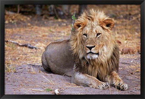 Framed Botswana, Savute, Chobe National Park, Lion Print