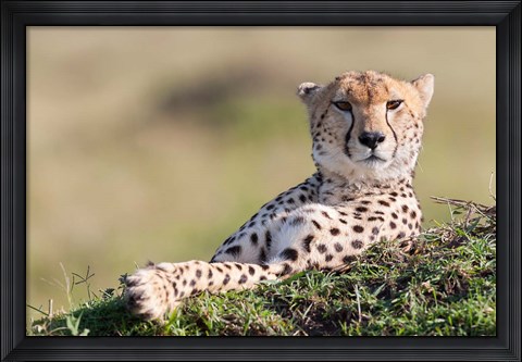 Framed Cheetah, Kenya Print
