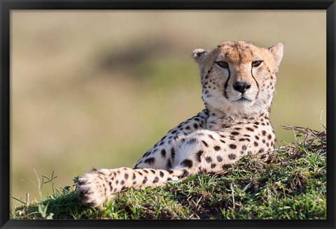 Framed Cheetah, Kenya Print