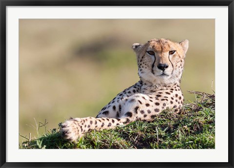 Framed Cheetah, Kenya Print