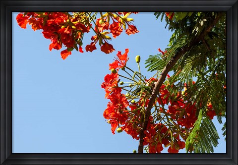 Framed Close-up of African flame tree, Stone Town, Zanzibar, Tanzania Print