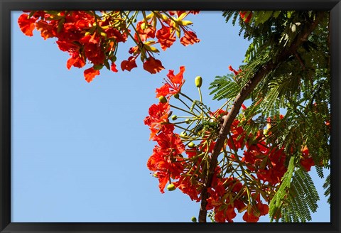 Framed Close-up of African flame tree, Stone Town, Zanzibar, Tanzania Print