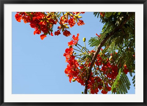 Framed Close-up of African flame tree, Stone Town, Zanzibar, Tanzania Print