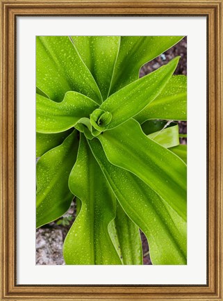 Framed Close-up shot of dewdrops plant, Ibo Island, Morocco Print