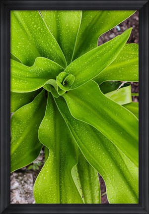 Framed Close-up shot of dewdrops plant, Ibo Island, Morocco Print