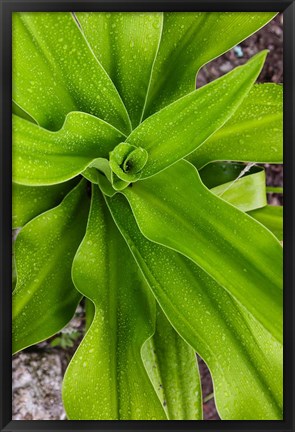 Framed Close-up shot of dewdrops plant, Ibo Island, Morocco Print