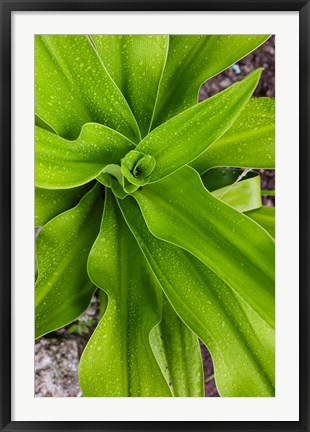 Framed Close-up shot of dewdrops plant, Ibo Island, Morocco Print