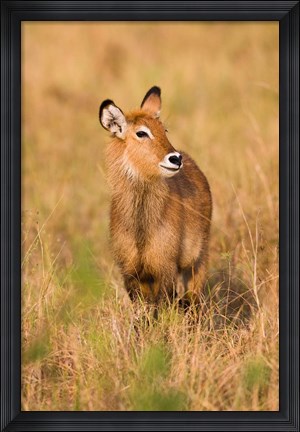 Framed Defassa Waterbuck wildlife, Uganda Print