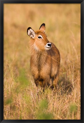 Framed Defassa Waterbuck wildlife, Uganda Print