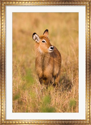 Framed Defassa Waterbuck wildlife, Uganda Print