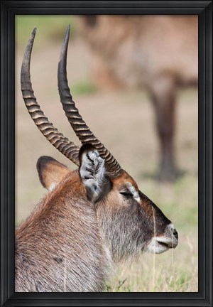 Framed Defassa Waterbuck, Maasai Mara, Kenya Print