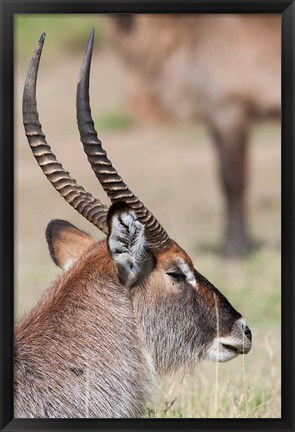 Framed Defassa Waterbuck, Maasai Mara, Kenya Print