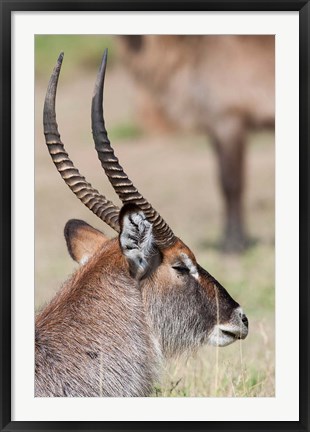 Framed Defassa Waterbuck, Maasai Mara, Kenya Print