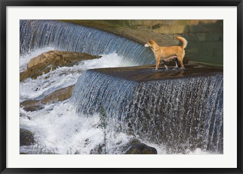 Framed Dog on the waterfall, Pingnan, Fujian, China Print