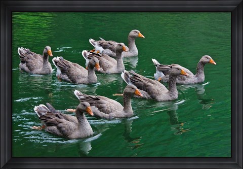 Framed Ducks on the lake, Zhejiang Province, China Print