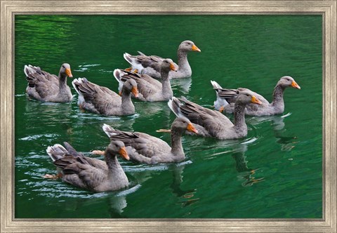 Framed Ducks on the lake, Zhejiang Province, China Print