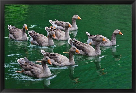 Framed Ducks on the lake, Zhejiang Province, China Print