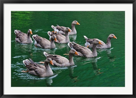 Framed Ducks on the lake, Zhejiang Province, China Print